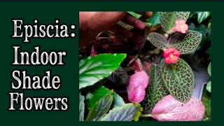 How to Grow amp Cultivate Episcia  Flame Violet  Episcia Plant Care [upl. by Edelson]