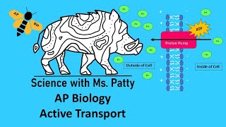 Active Transport  AP Biology [upl. by Yendahc]