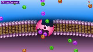 Glucose transporters GLUT Animation Usmle Medical Biochemistry [upl. by Wiskind]