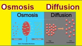 Diffusion vs Osmosis  Simple Explanation  2024 [upl. by Siseneg]