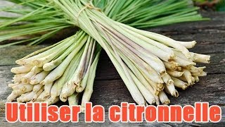 Comment préparer et utiliser de la citronnelle [upl. by Retsevlis635]