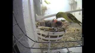 Siskins feeding young March 2014 [upl. by Idner]