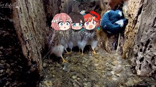 Holobirds getting scared  Animal hololive [upl. by Pru156]