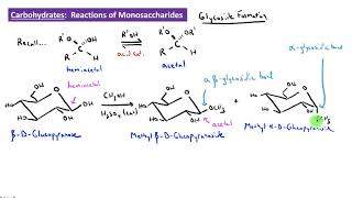 CHEM 2325 Module 37 Glycoside Formation [upl. by Eiliab]