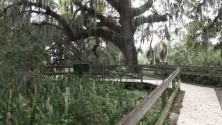 Preserves of Manatee County featuring Emerson Point Preserve Manatee County Government [upl. by Nauqe185]