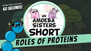 Roles of Proteins  Amoeba Sisters Shorts [upl. by Aicilegna479]