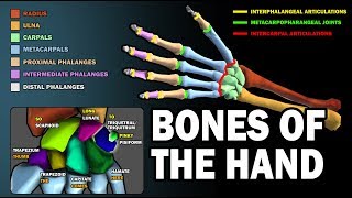 BONES OF THE HAND LEARN IN 25 MINUTES [upl. by Jezreel181]