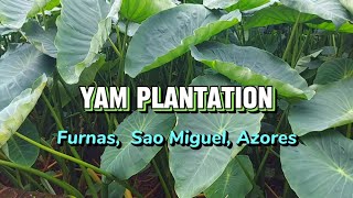 Exploring the Yam Plantation in Furnas Sao Miguel Azores [upl. by Gnim]