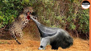 Giant Anteater Face Off The Jaguar [upl. by Felicdad]