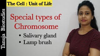 Ch8Special types of Chromosomes  Salivary gland Chromosome  Lamp brush Chromosome Class 11NEET [upl. by Ahseid]