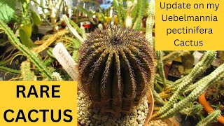 Spotlight on my Cacti  Uebelmannia pectinifera  RARE CACTUS cactus cacti [upl. by Phiona322]