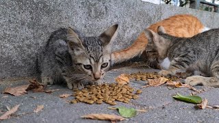 Very hungry cute kittens [upl. by Teragram924]