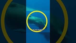 Sperm whales the loudest animals on earth whale whalesounds whalecommunication animals [upl. by Inalem]