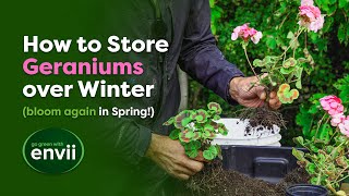 Complete Guide to Overwintering Geraniums [upl. by Nnauol]