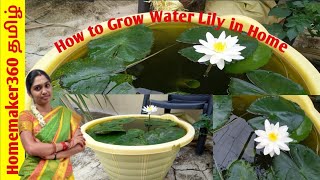 How to Grow Water Lily with Full Updates  அல்லி செடி வளர்ப்பது எப்படி  Lily Plant Growing Tips [upl. by Maite]