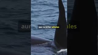 This is why orcas cant kill adult blue whale orcaswhales animals oceanshorts viralshorts [upl. by Anam853]