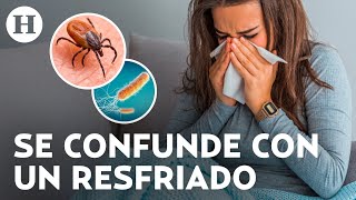 ¡Cuidado con la fiebre manchada Síntomas de la Rickettsia infección bacteriana de las garrapatas [upl. by Kane832]