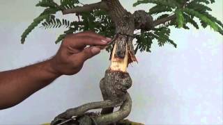 Bonsai Experiment Creating Nebari with Split Bark Technique [upl. by Esorylime179]