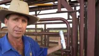 Dehorning and branding pain relief trials Australia [upl. by Wolff328]