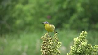 Pliszka żółta  śpiew Motacilla flava Western yellow wagtail [upl. by Nitsed644]