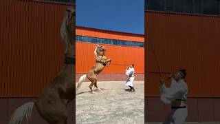 Horsemanship and Natural Horse Training HorsemanshipInstruction DanceHorseSpread [upl. by Eram]