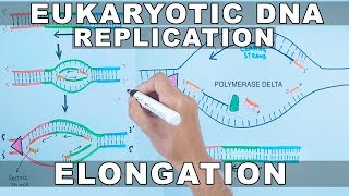 DNA Replication in Eukaryotes  Elongation [upl. by Lalib]