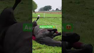 Auguste Rodin goes for a roll 😍 irishracing horseracing fyp [upl. by Murtha]