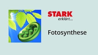 Fotosynthese – Bedeutung und Ablauf  STARK erklärt [upl. by Rutherford137]