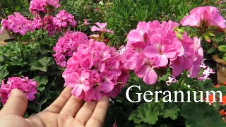 Geranium Plant  Geranium Flower Plant Care  How To Grow Geraniums in Pots [upl. by Anattar]