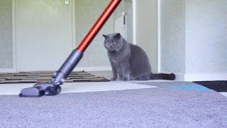 British Shorthair Cats React To Vacuum Cleaner [upl. by Letty]