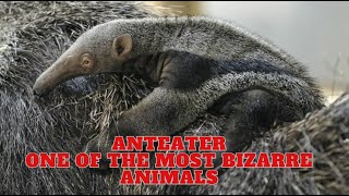 Anteater  One Of The Most Bizarre Animals [upl. by Oisor264]