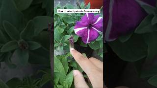 How to select perfect petunia from nursery [upl. by Dnumde]