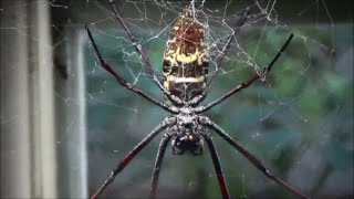 Nephila senegalensis Walckenaer 1841 HD  Nephile du senegale  Ménagerie Paris  092014 [upl. by Shinberg]