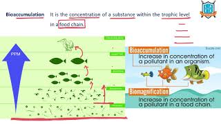 What is Bioaccumulation  Bioaccumulation అంటే ఏమిటి  La Excellence [upl. by Eytteb]