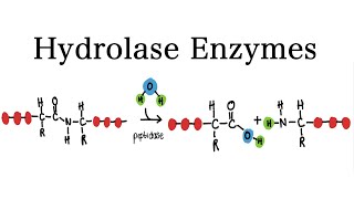 What are Hydrolase Enzymes  MCAT Biochemistry [upl. by Bilac]