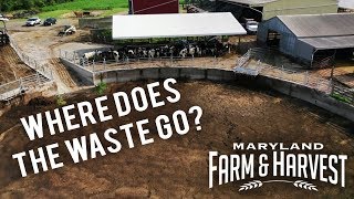 What Happens to Cow Manure  Maryland Farm amp Harvest [upl. by Brennen]