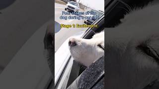 Does your dog enjoy car rides 😉 carride puppylife [upl. by Dine]