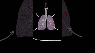 Lung Sounds Quiz  Normal and Abnormal lung sounds types respiratory [upl. by Raynata]