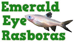 Emerald Eye Rasbora [upl. by Antonella]