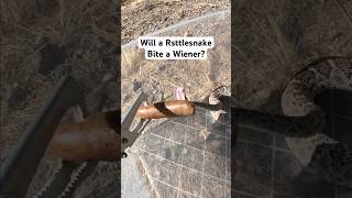 Will a rattlesnake bite a wiener snake rattlesnake [upl. by Charlie276]