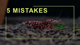 5 Mistakes on shrimp journey [upl. by Ganny]