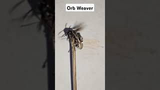 Orb Weaver Spider VS Black Hornet spider orbweaver damang gagamba gagamboy insectwars [upl. by Scrivings]