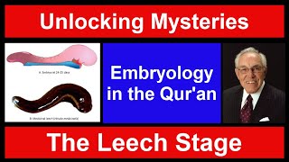 Dr Keith L Moore describes the Alaqah or quotleechlikequot stage of the human embryonic development [upl. by Skylar]