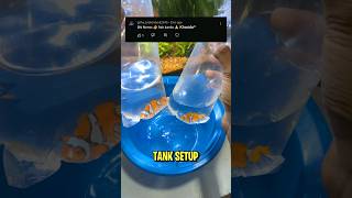 NEMO FISH Tank Setup ytshorts fish [upl. by Chesnut62]