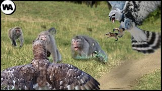 This Is How Two Harpy Eagles Nearly Destroyed an Entire Monkey Island [upl. by Euqinot]