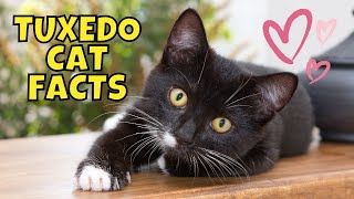 10 Surprising Facts About Tuxedo Cats [upl. by Elmo]