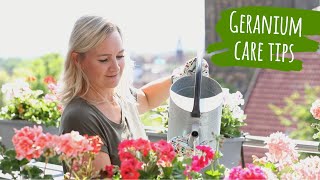 How to care for geraniums  Tips for planting your balcony with pelargoniumBalcony plant care guide [upl. by Tebasile]