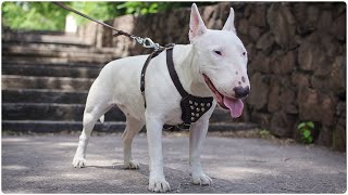 Ultimate Funny And Cute Bull Terrier Dogs Videos  Best Funny Dog Vines 44 [upl. by Katharina]