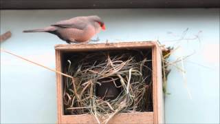 WellenastrildVideo Vögel in Volieren [upl. by Cacka]