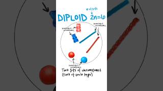 Ploidy  haploid n diploid 2n triploid 3n ploidy haploid diploid triploid [upl. by Meehan301]